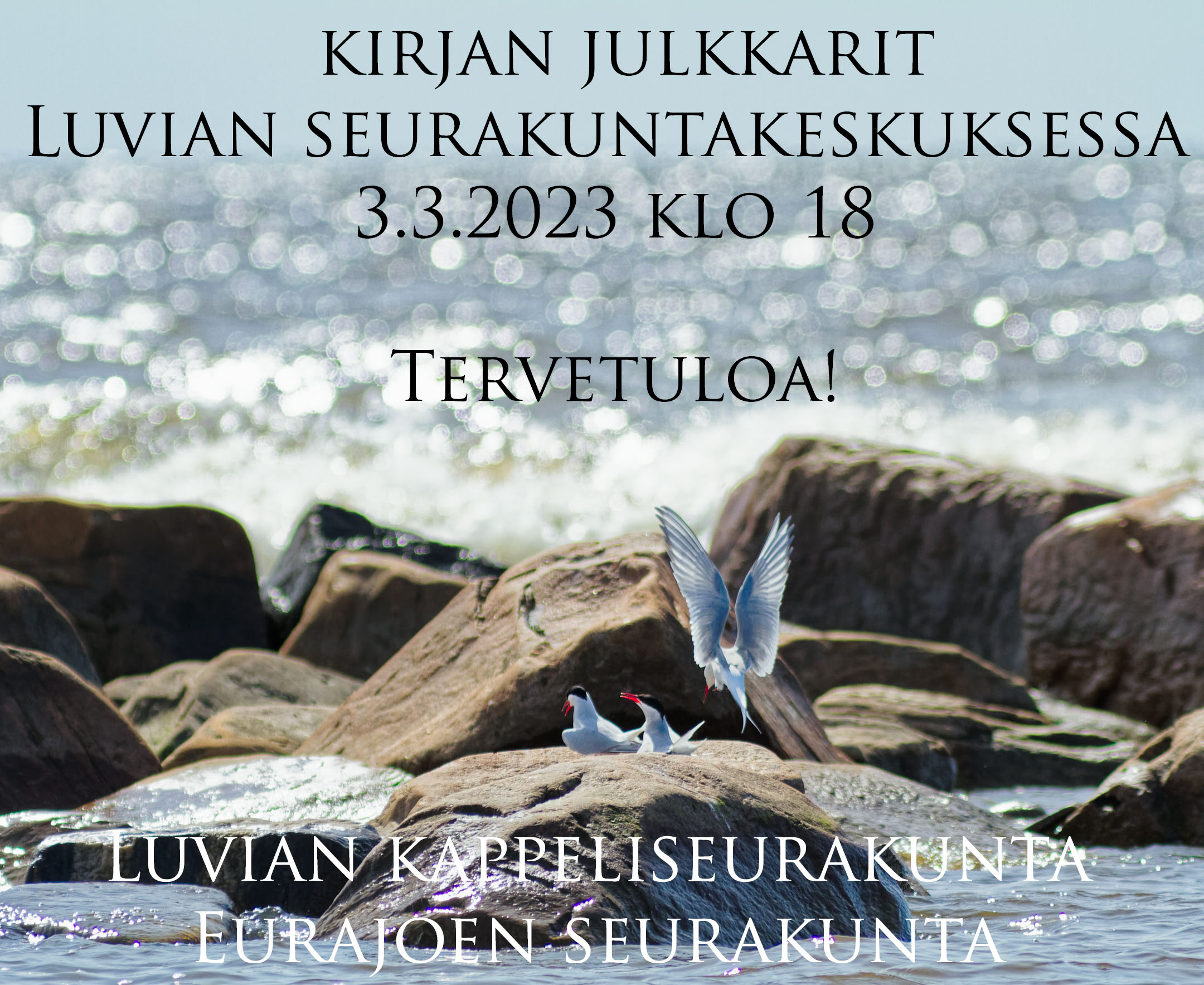 lokkeja meren kivillä