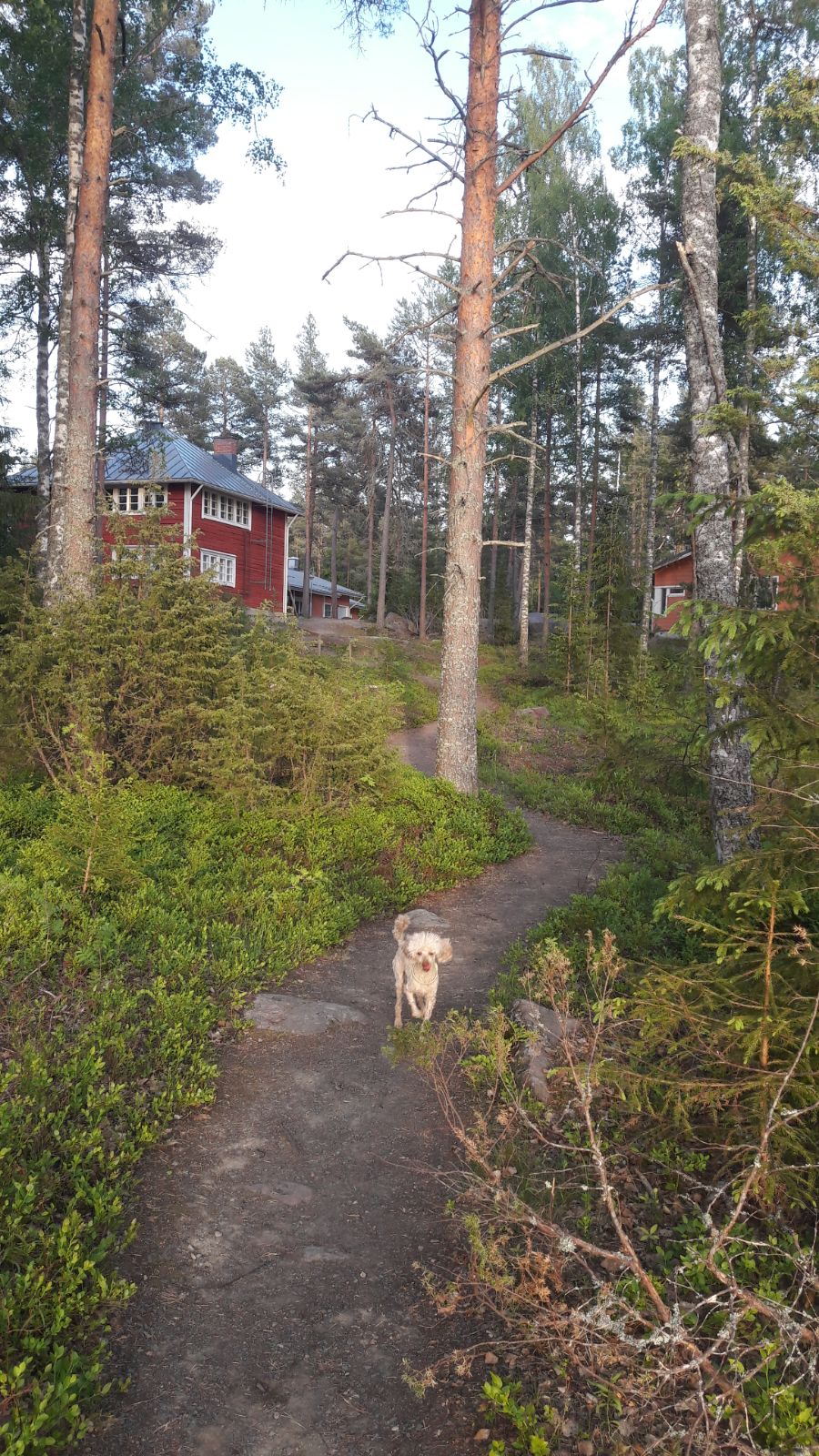 Luontoripari Metsämaisema