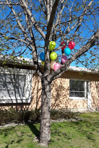 keväinen puu, jossa värikkäitä ilmapalloja
