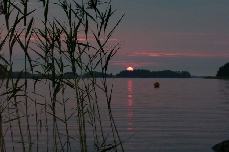 merimaisema, auringonlasku, kaisloja etualalla